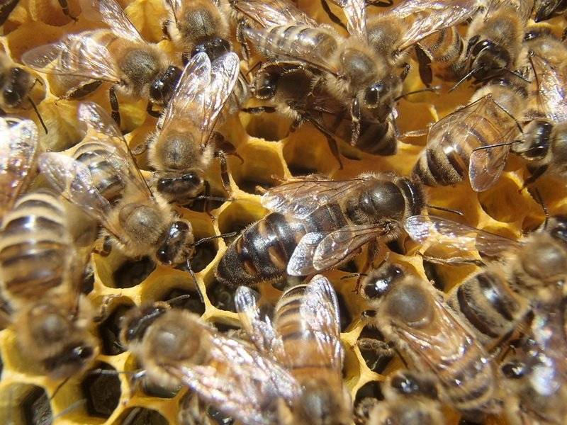 Общая характеристика и особенности содержания кавказской породы пчел (кавказянки)