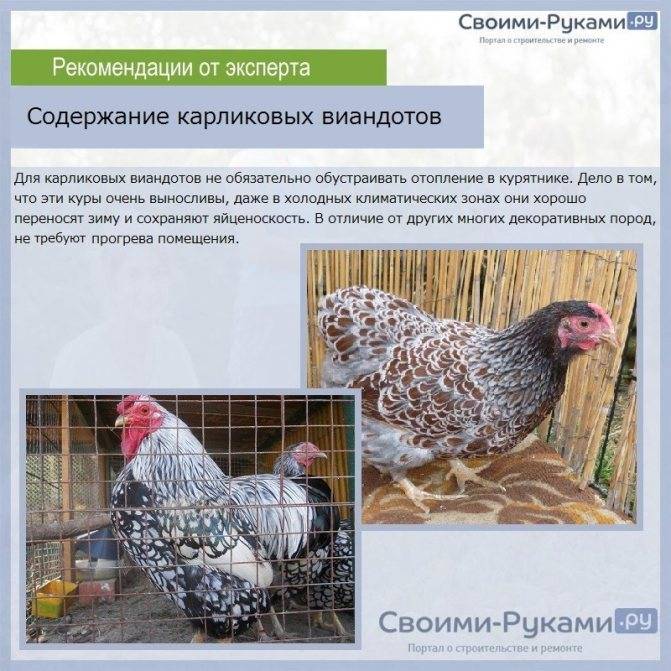 ᐉ порода кур виандот: описание с фото, продуктивность - zooon.ru