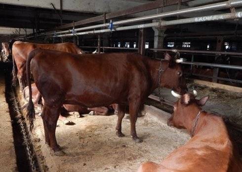 Мясные породы крс: выбор коров и бычков для климата россии