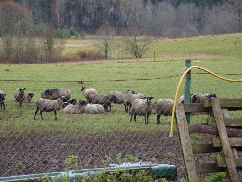 Особенности содержания и выращивания овец в домашних условиях