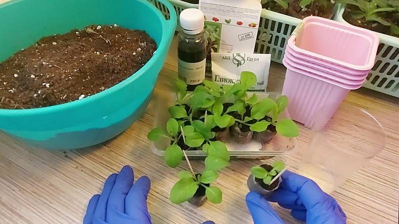 Как вырастить петунию без пикировки? | выращивание, уход, размножение растений