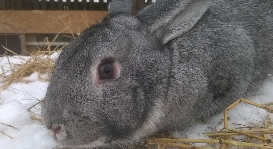 Кролики породы шиншилла: преимущества и недостатки разведения