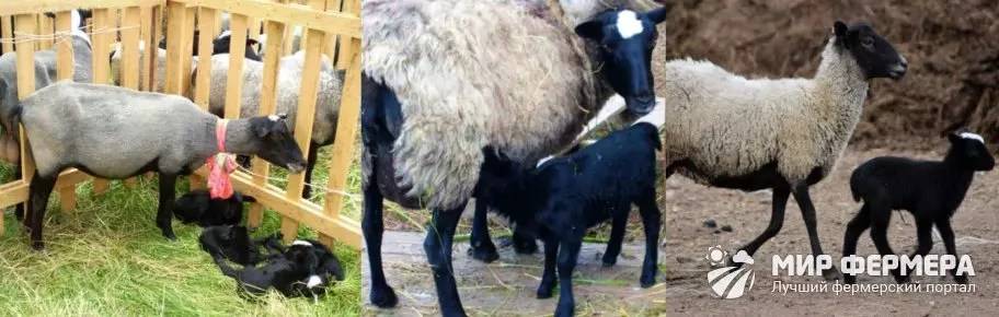 Романовская порода овец: описание и характеристика, особенности разведения, фото