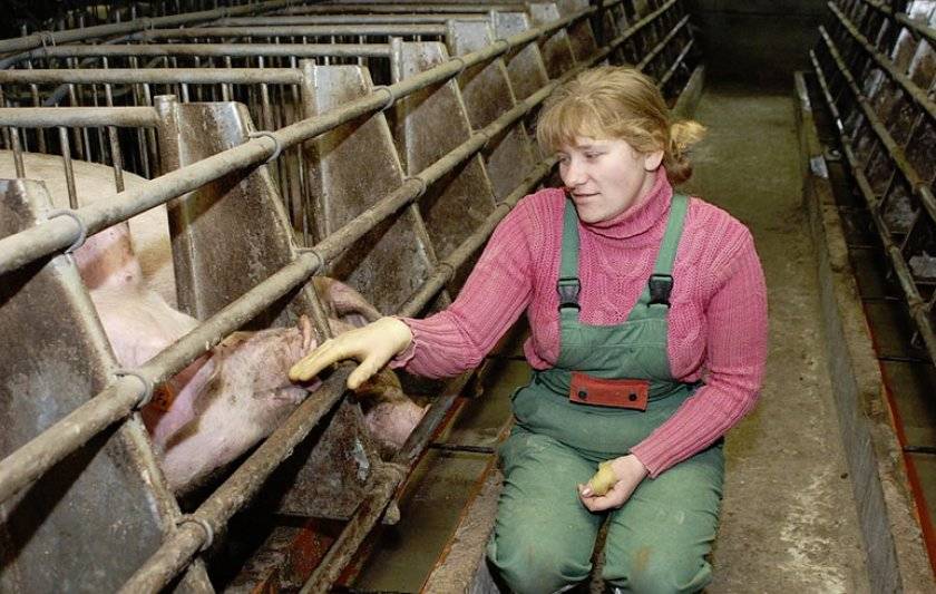 Рентабельность свиноводства в домашних условиях: нюансы, выгода