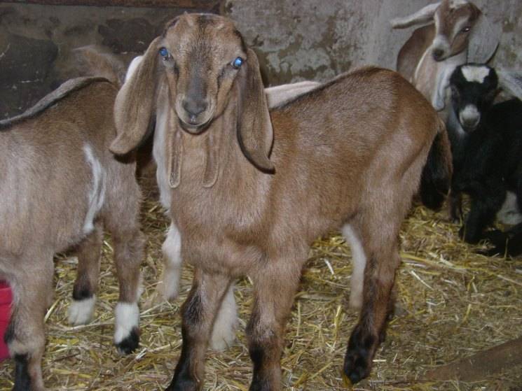 Нубийская порода коз: характеристика, описание, фото
