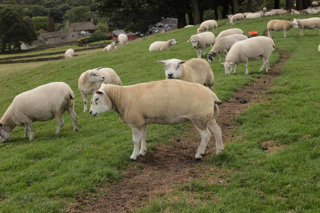 Тексель – порода овец, мясошёрстного направления