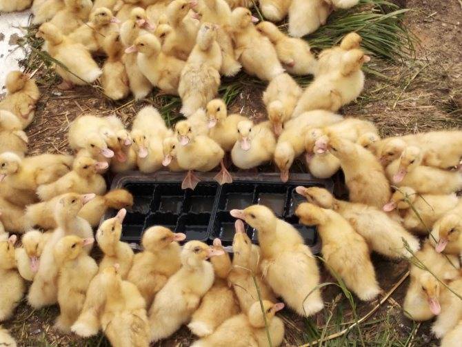 Инкубация утиных яиц: режимы инкубации в домашних условиях. особенности и правила выращивания уток (110 фото)