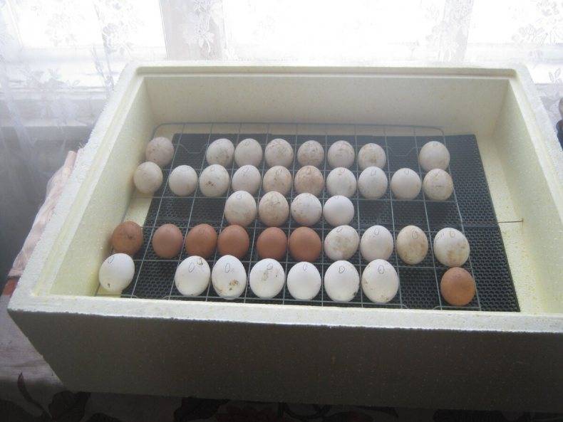Хранение инкубационных яиц