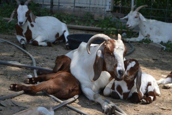 Понос у козлят и взрослых коз: причины и лечение в домашних условиях