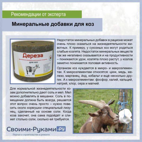 Копытная гниль у коров, овец, коз: лечение и профилактика
