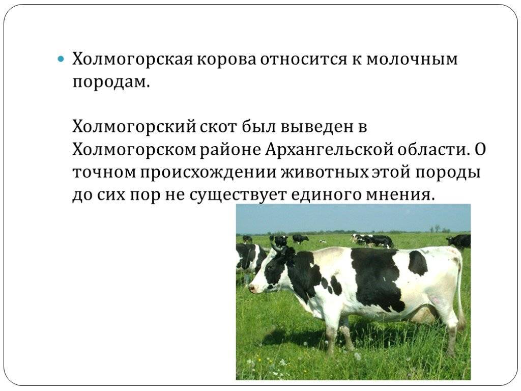 Коровы холмогорской породы: характеристика быков, фото крс и описание бычков-холмогор на сайте
