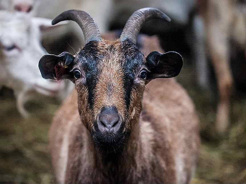 Как выглядит нубийская порода коз. описание и особенности