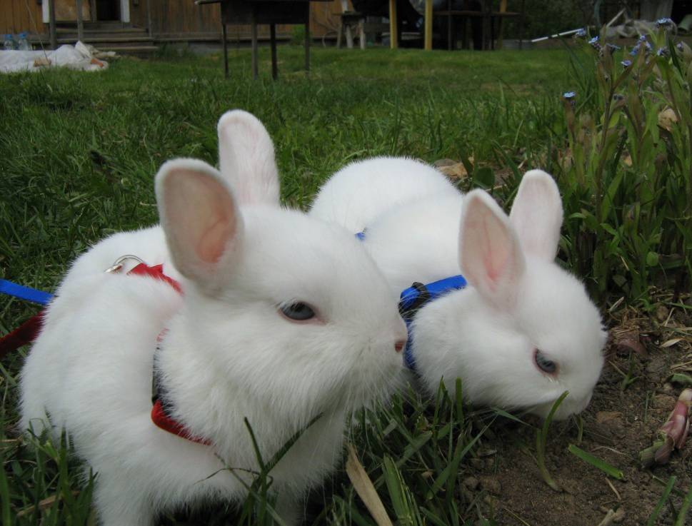 Кролики породы гермелин: характерные особенности и стандарт породы, критерии выбора, оптимальные условия содержания, рацион, уход за шерстью