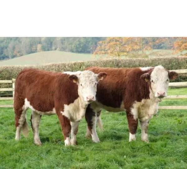 Казахская белоголовая порода коров — описание и характеристика прдуктивности