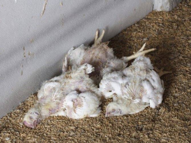 Пуллороз цыплят и кур: описание, симптомы, лечение
