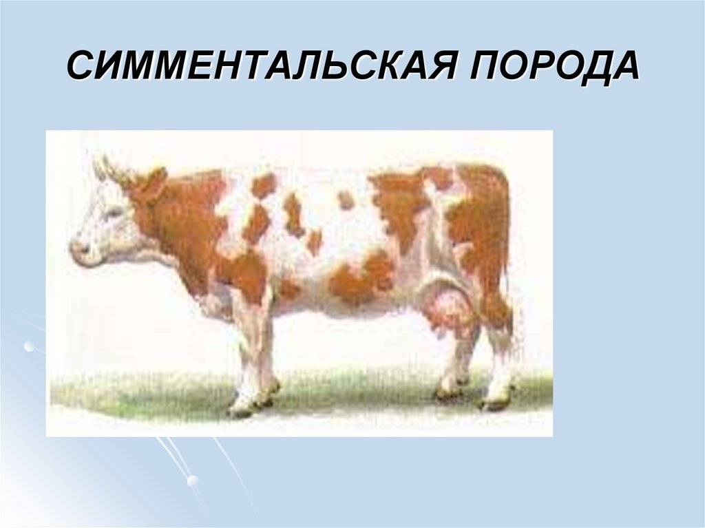 Симментальская порода коров: описание и характеристики породы