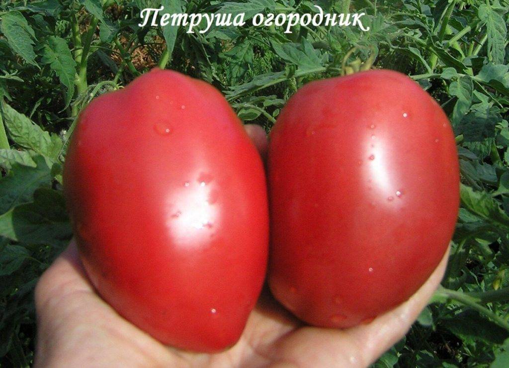 Томат петруша огородник: отзывы, фото, описание и характеристика, урожайность, | tomatland.ru