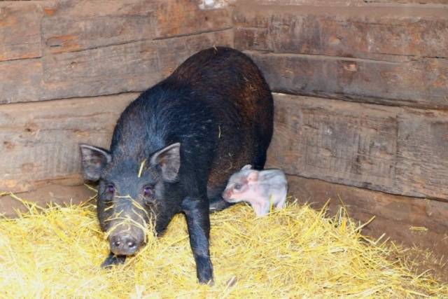 Кармалы: преимущества породы, правила разведения свиней, профилактика возможных заболеваний