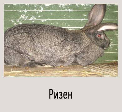 Описание и особенности разведения кролика породы ризен