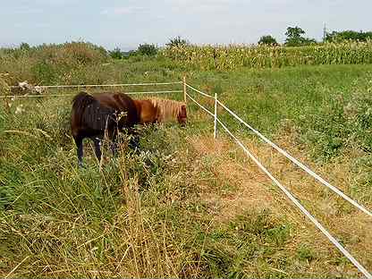 Электропастух для коров: лучшие модели и правила использования