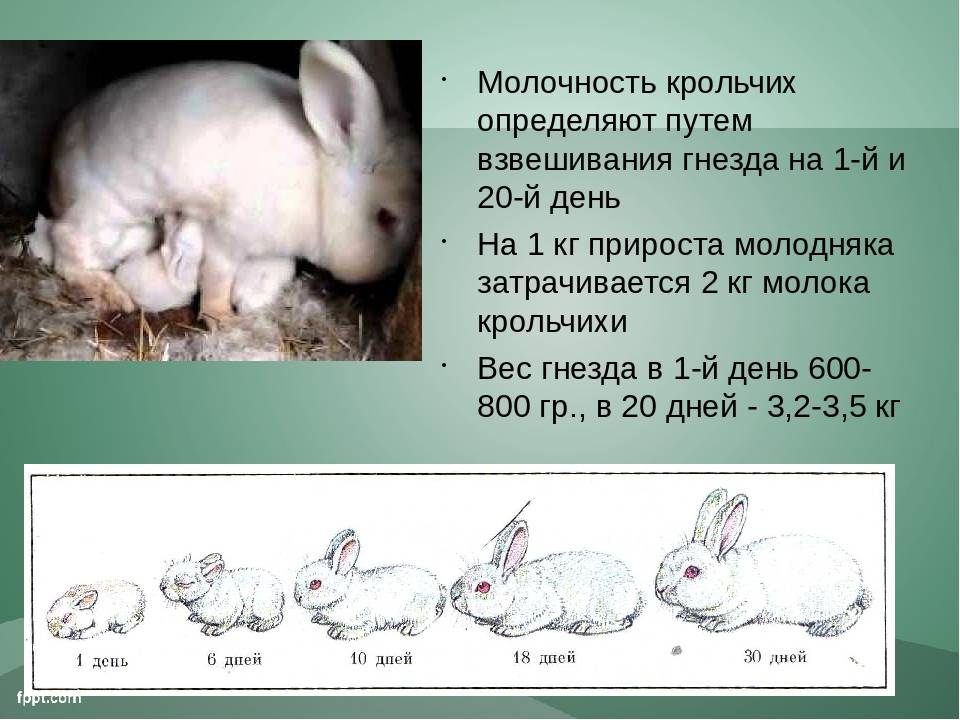 Сколько дней кролики вынашиваю крольчат?