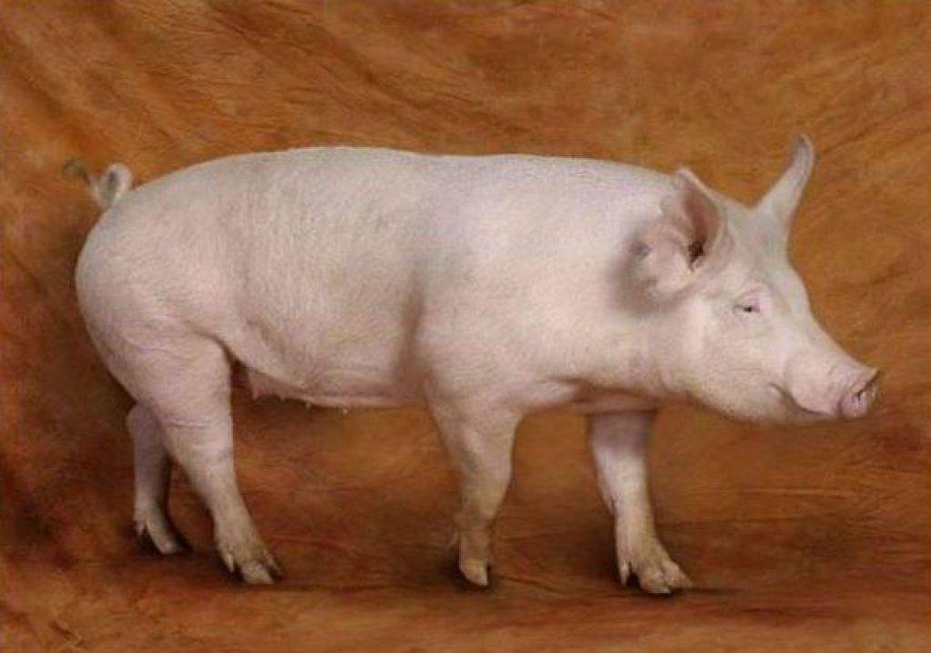 Порода свиней йоркшир: отзывы, характеристика и описание, фото, содержание и уход (описание, содержание, уход у конкурентов)