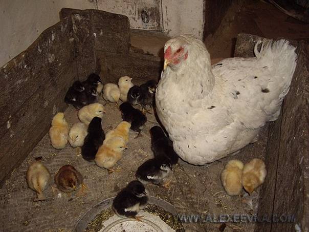 Выращивание цыплят в домашних условиях. инкубатор или наседка?