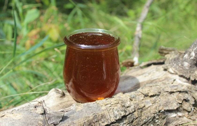 Лесной мед — особенности и полезные свойства