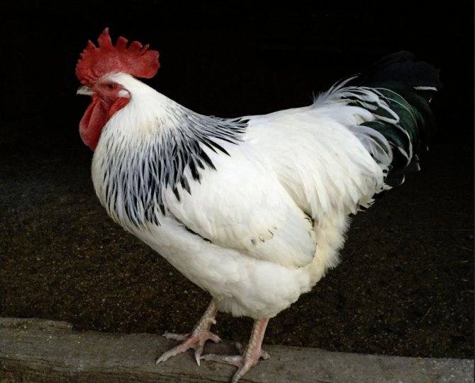 Адлерская серебристая курица: описание породы, характеристика, фото