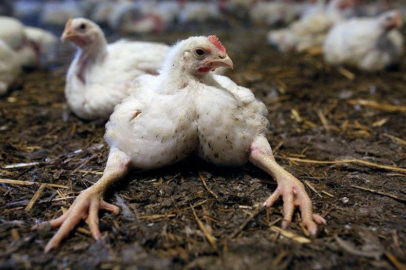 Почему цыплята бройлеры падают или садятся на ноги? Что делать и чем лечить?