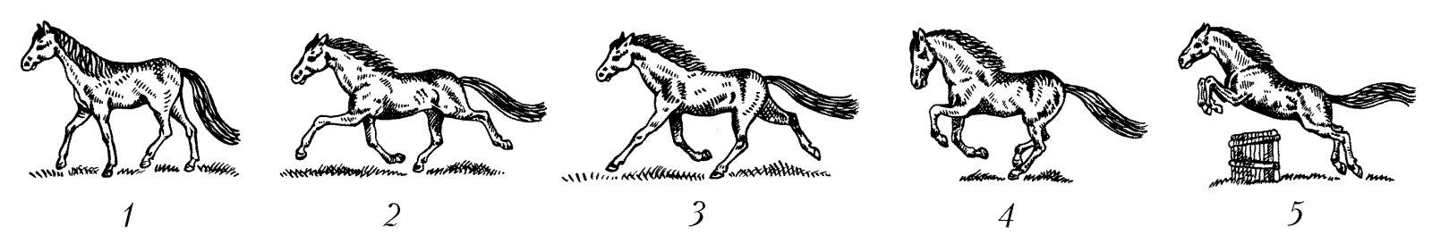 Что такое аллюр: разновидности и характеристика лошадиного бега