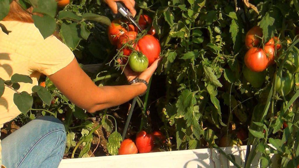 Правильная подкормка томатов на каждом этапе: сколько раз за сезон кормить, составы и сроки, таблица внесения удобрений