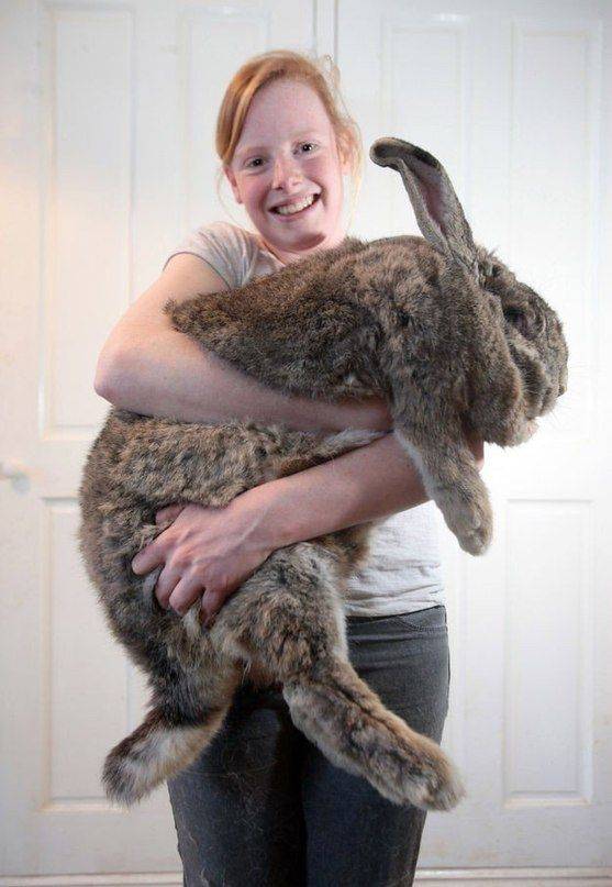 Самая крупная порода кроликов в мире