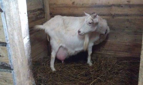 Чем лучше кормить беременную козу и рацион животного перед и после окота
