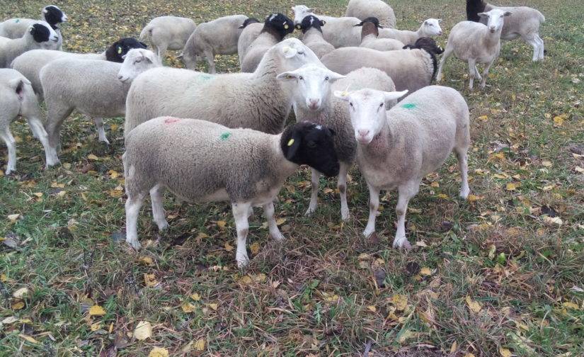 Описание породы овец дорпер – содержание, разведение