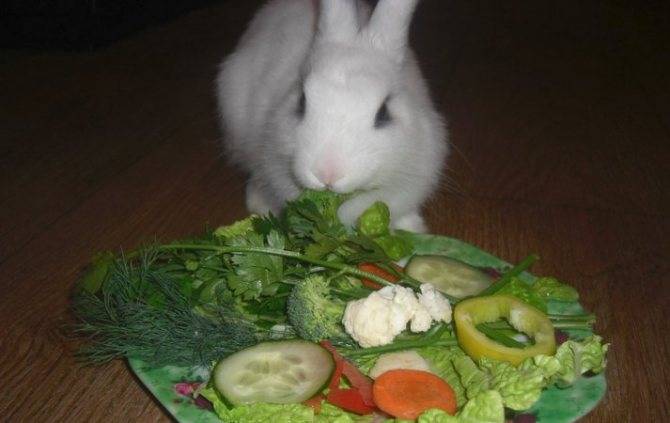 ᐉ можно ли давать кроликам петрушку и укроп? - zooon.ru