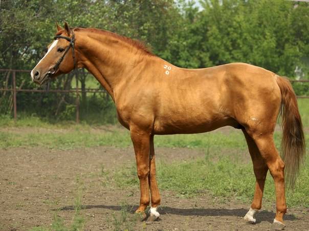 Экстерьер, характер и современное состояние Буденновских лошадей