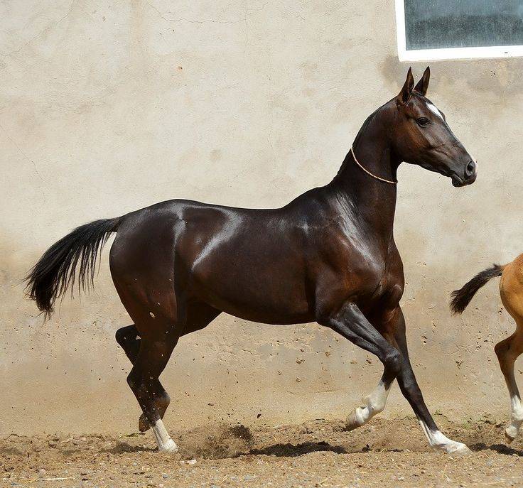 Арабская лошадь скаковая — характеристики породы, особенности и перспективы разведения в россии. | cельхозпортал