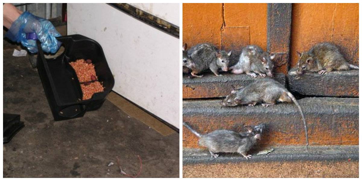 Как избавиться от крыс и мышей в курятнике - способы и советы