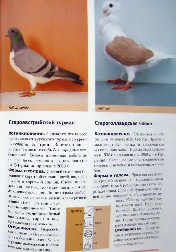 Породы домашних голубей с фото, названиями и описанием