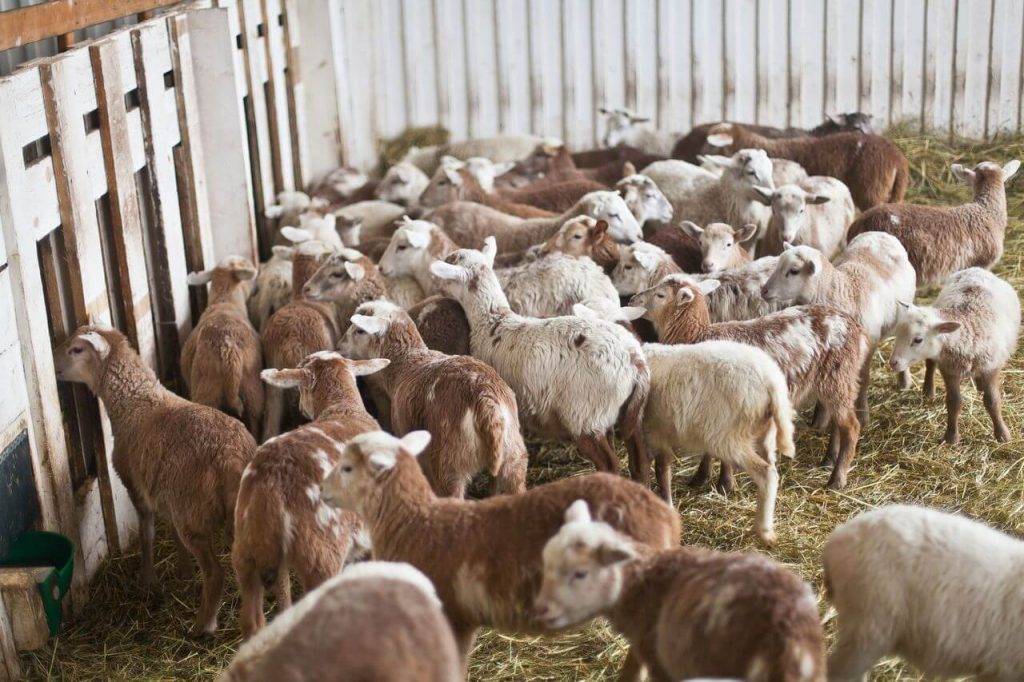 Основные правила разведения овец и баранов, пошаговый процесс обустройства овчарни, уход за животными