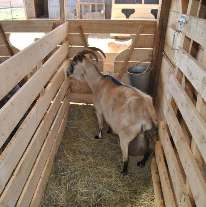 Сарай для коз — как построить козлятник (хлев) своими руками: размер стойла, устройство помещения для содержания животных внутри — moloko-chr.ru