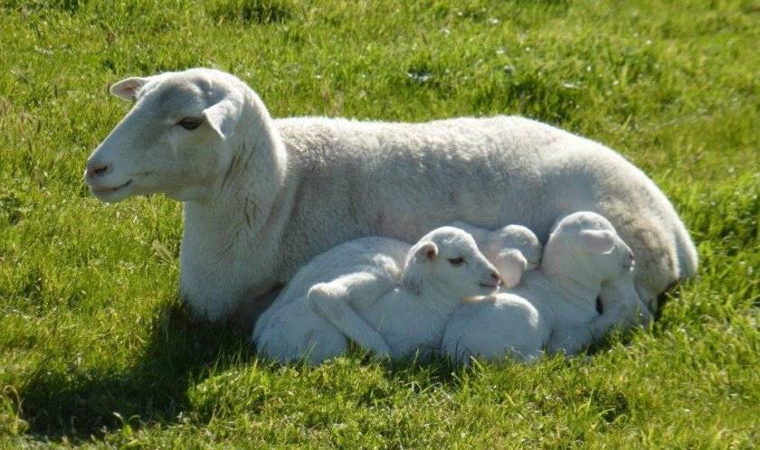 Описание овец породы дорсет, главные преимущества и возможности для скрещивания 
