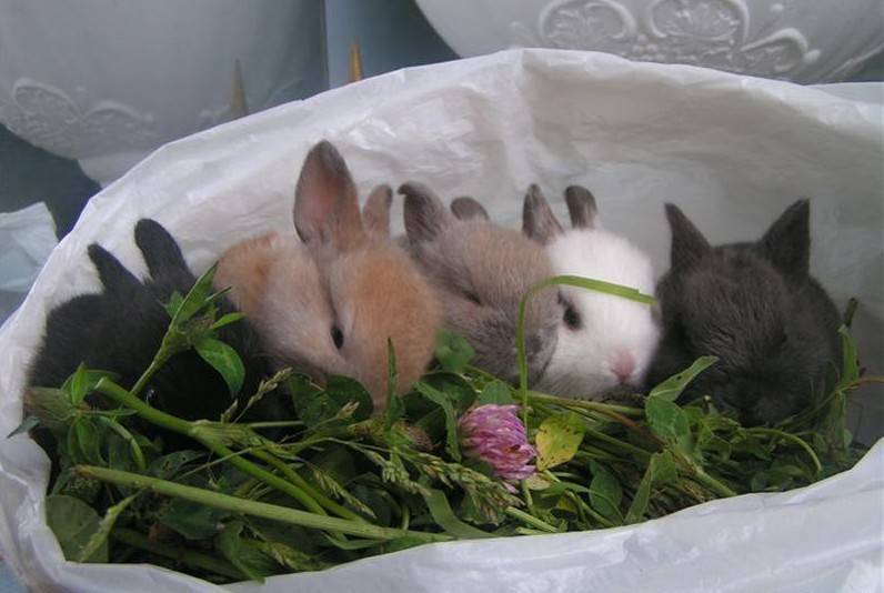 Все о декоративных кроликах, уходе и условиях их содержания