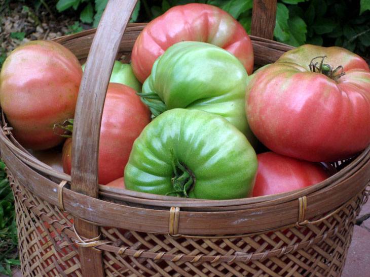 6 надежных способов созревания зеленых помидоров в помещении