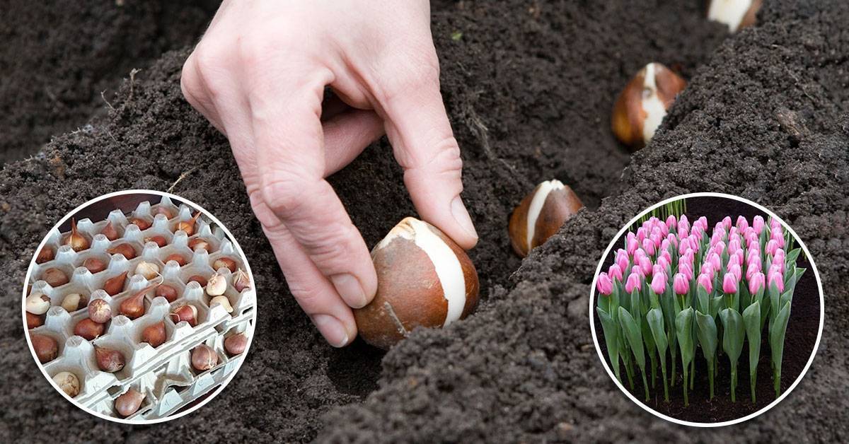 Посадка луковицы тюльпанов осенью в грунт: уход, сроки, ошибки при высадке