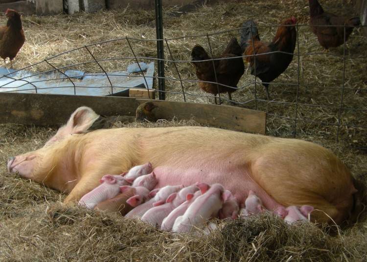 Рацион кормящих свиноматок – на что обратить внимание
