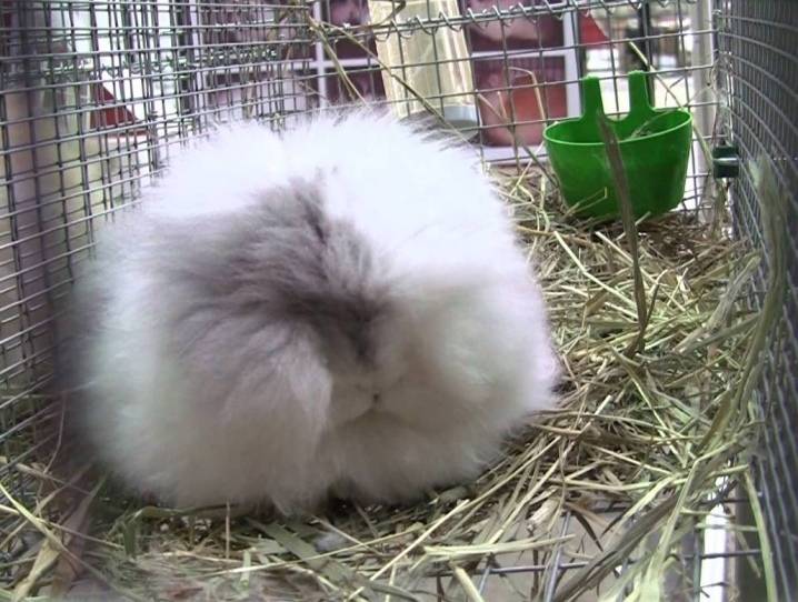 Порода ангорского кролика: описание, правила содержания и разведения