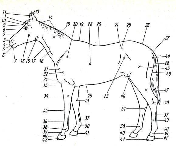 Поговорим о биомеханике: скелет лошади