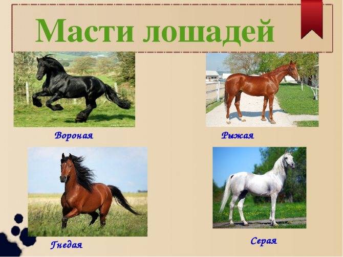 Описание и названия пород лошадей